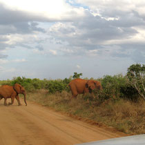 Encore des éléphants rouges du Tsavo