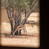 Springbok vu par la fenêtre de mon bungalow.