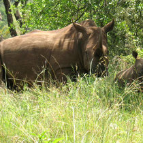 Approche à pied des Rhinocéros, la une mère et ses petits