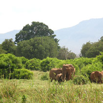 Eléphants rouges du Tsavo. Il sont rouges par le sable avec lequel ils se saupoudrent régulièrement