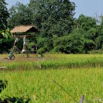 Gardien des champs de riz contre les oiseaux et herbivores