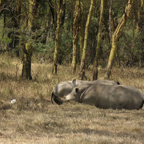 Rhinoceros blancs