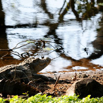 Crocodile des marais.