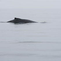 Baleine croisant dans la baie.