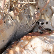 Suricate.