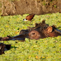Hippopotame qui se laisse marcher sur la tête par un jacana à poitrine dorée.