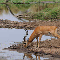 Beau mâle impala