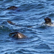 Otaries à fourrure