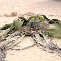 Welwitschia mirabilis0