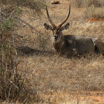 Antilope cobe à croissant mâle