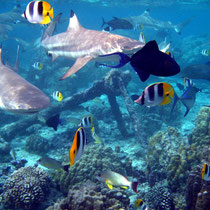 Requins pointes noires, balistes bleus, papillons à selles et vivaneaux à queues noires
