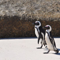 Manchots du Cap sur la plage des Boulders