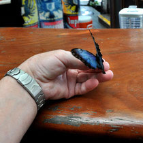 Papillon Morpho bleu ( en piètre état)