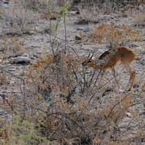 Steenbok ou raphicère champêtre mâle.