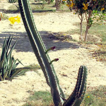 Le cactus fait des fleurs