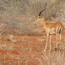 Impala mâle