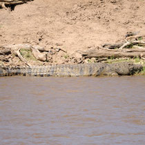 Un beau crocodile prèt à prendre l'eau.