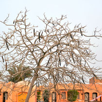Un arbre à haricots