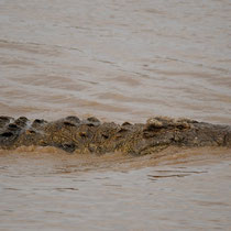 Crocodile en maraude.