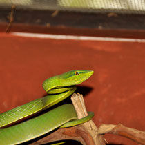 Serpent liane vert oxybelis fulgidus