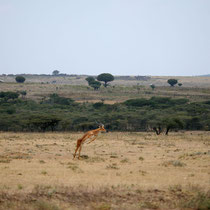 Le bond de l'impala