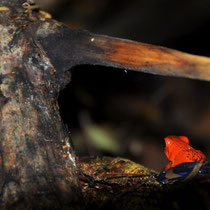 Petite grenouille rouge Dendrobates Pumilio