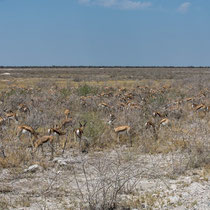 Une troupe de springboks