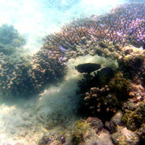 Poisson perroquet sous un corail table