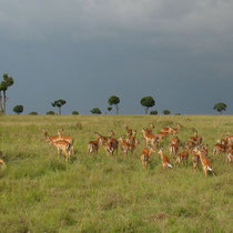 Harem d'impalas, le mâle a des cornes et se trouve à gauche