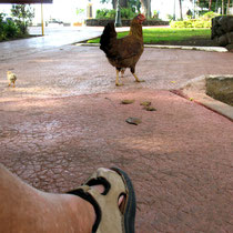 Poule et ses poussins se promenant en pleine ville dans le parc Bougainville