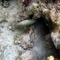 La murène s'est réfugiée dans ce trou habité par un mérou corail, qui du coup est sorti.