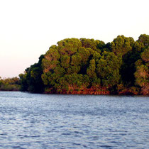 Couché de soleil sur la mangrove