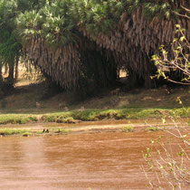 Troupe de lions qui viennent de traverser la rivière