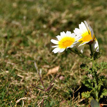 Fleurs au vent (Chrysanthèmes couronnés)