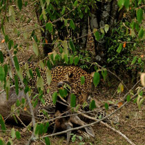 le même léopard a attrapé un second gnou qu'il tuera.