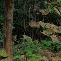 Panthère en bord de forêt