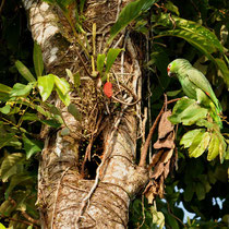 Amazone à lores rouges près du nid (le trou dans l'arbre)