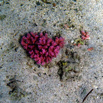 Coeur de corail entouré de demoiselles à trois bandes