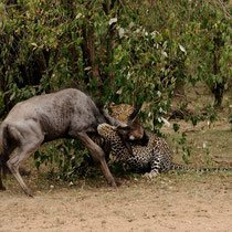Le léopard de ce matin a attrapé un jeune gnou et tente de l'étoufer.