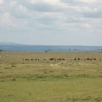 Les troupeaux de vaches des Massaïs paissant dans la savane malgré les fauves