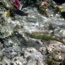 Mérou corail
