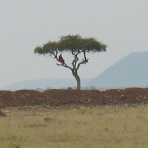 Massaï dans un arbre surveillant son troupeau
