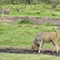 Antilopes élands couverts de piqueboeufs et un phacochère au fond