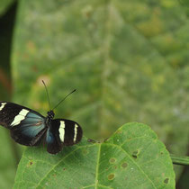 Papillon heliconius sara