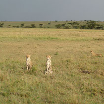 Des guépards, une femelle avec ses deux jeunes