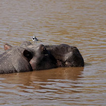 Bergeronnette pie sur un hippopotame.