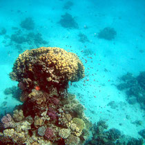Champignon de corail accompagné de sa faune