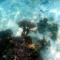 Corail arborescent
