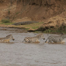 Les zèbres traversent sous le regard d'un tantale et d'un crocodile.