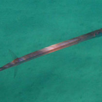 Poisson flute